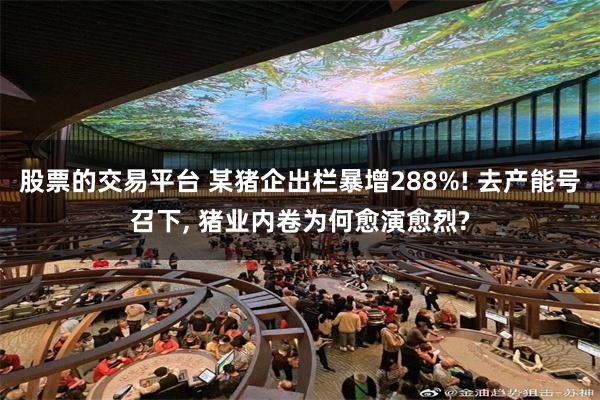 股票的交易平台 某猪企出栏暴增288%! 去产能号召下, 猪业内卷为何愈演愈烈?
